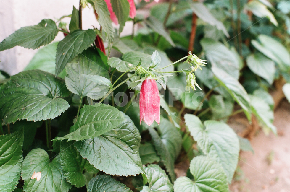 초롱꽃,방울꽃,꽃,식물,자연,봄,분홍꽃,분홍,초록,잎사귀,잎파리,flower,pinkflower,green,leaf,plant,nature