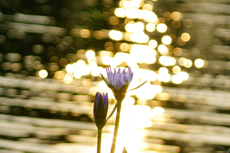 plant,식물,감성,flower,꽃,연꽃,식물,자연,plants,nature,꽃,flower