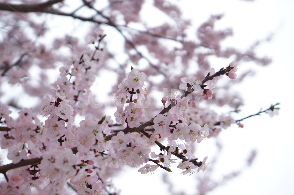 매화,핑크,봄,나무,향기,맑음,봄,계절,spring,season,식물,자연,plants,nature,꽃,flower,plant,blossom