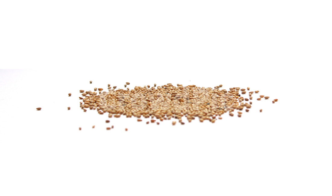 brown,closeup,dry,dummy,food,gold,grain,macro,meal,natural,nature,organic,plant,seed,seeds,sesame,sesameseed,sesameseeds,top,topangle,topview,yellow,깨,참깨,곡식,곡류,음식,음식재료,식재료,식물,씨앗,씨,갈색,브라운,말린,말리는,건조,자연,클로즈업,탑앵글,탑뷰,깨소금,농작물,농촌,농사,흰배경,더미,덩어리,많은,모아놓은,모으다,화이트,흰색,음식,식재료,요리,food,cook,meal,dishes,food reserves,곡류,곡식,cereals