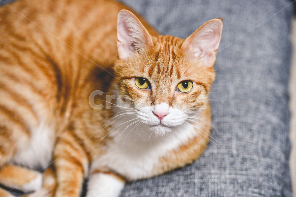cat,고양이,pet,애완동물,animal,동물,치즈태비,코리안숏헤어,코숏,동물,animal,포유류,mammal,고양이,cat,kitten,kitty