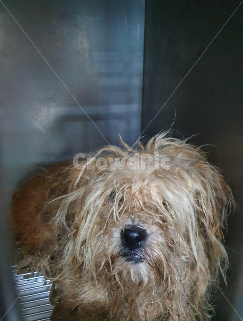 강아지,유기견,유기동물,반려동물,개,동물,animal,포유류,mammal,개,강아지,dog,doggy