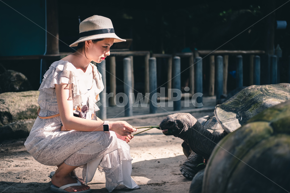 육지거북,거북이,먹이,여성,여성인물,셰이샐,마해섬,seychelles,여행,휴가,traveling,vacation,trip