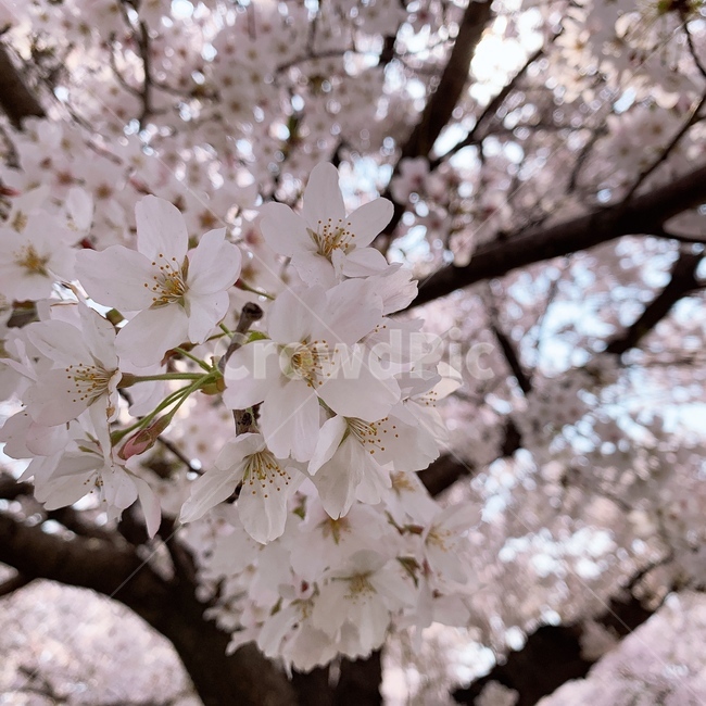 벚꽃,봄,풍경,계절,나무,벚꽃나무,봄,계절,spring,season,plant,식물,blossom,꽃,flower,cherry blossom