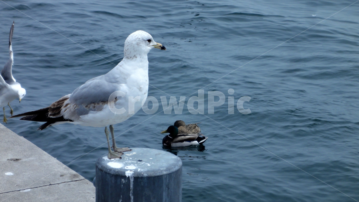 bird,갈매기,새,animal,동물,seagull,호수,강,부리,날개,파도,wave,동물,animal,조류,새,birds