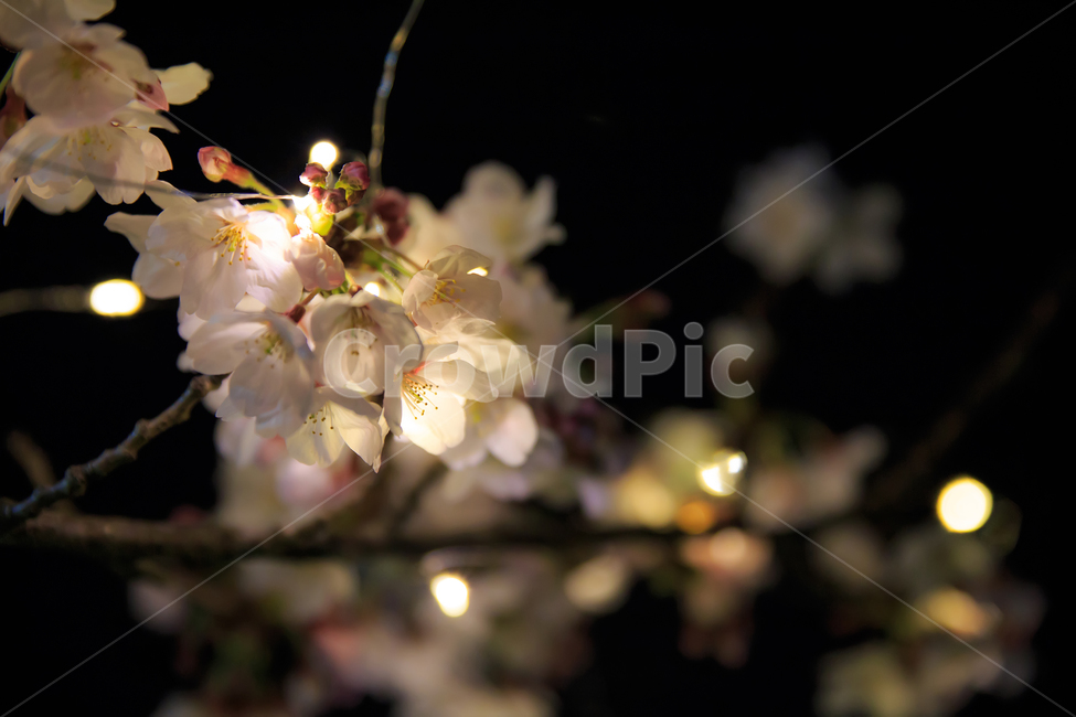 야간,벚꽃,야간번꽃,led벚꽃,벚꽃사진,야경벚꽃,봄,계절,spring,season,야경,밤,풍경,nightscape,night,landscape,식물,자연,plants,nature,꽃,flower,plant,blossom
