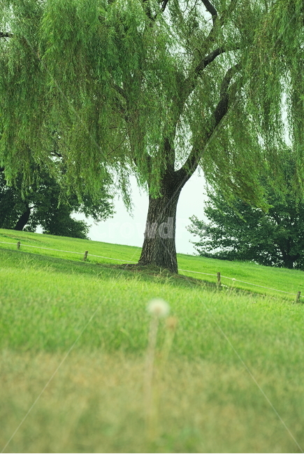 나무,꽃,민들레,언덕,올림픽공원,버드나무,식물,자연,plants,nature,나무,trees,wood