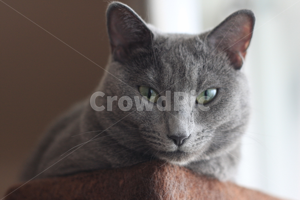 pet,동물,cat,고양이,러시안블루,캣타워