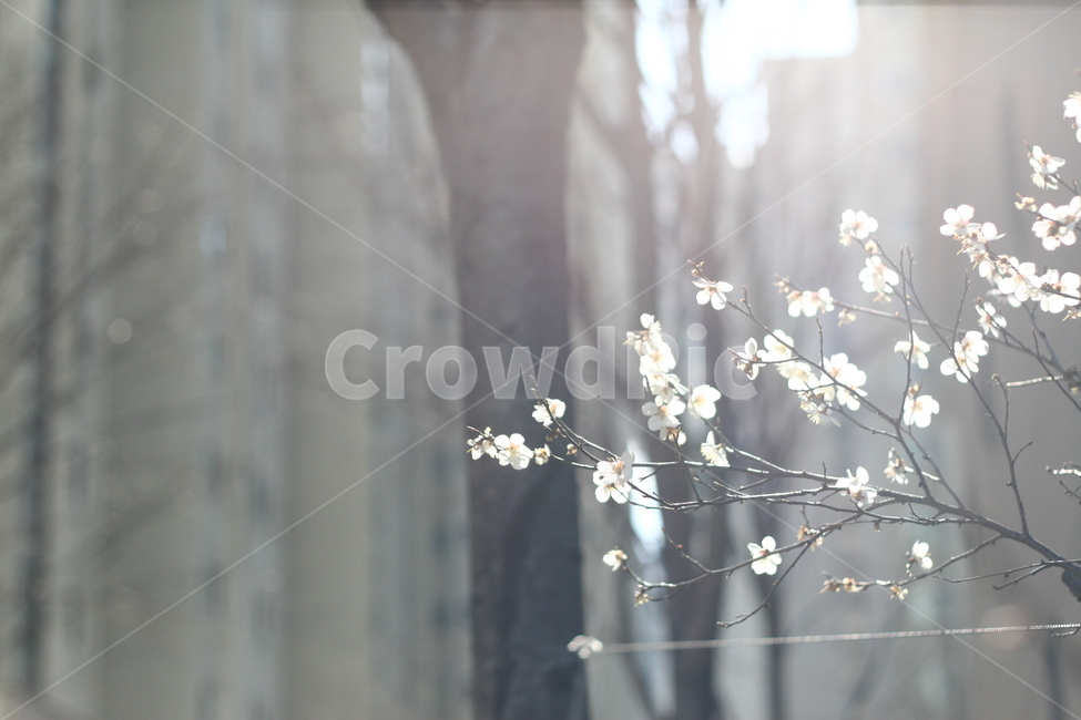 plant,봄,꽃,flower,식물,매화,식물,자연,plants,nature,꽃,flower