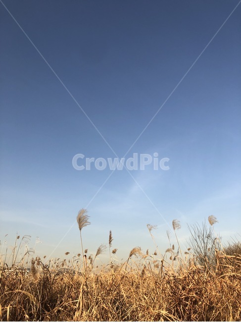 가을,갈대,한강공원,하늘,배경화면