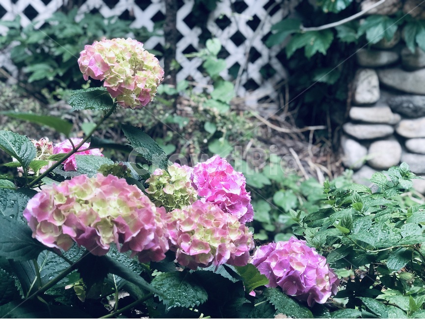 꽃,분홍,담장,비온뒤,식물,식물,자연,plants,nature,꽃,flower