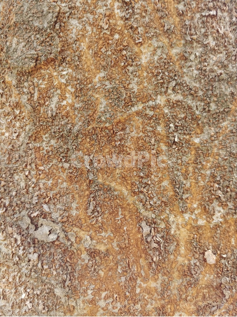 텍스쳐,질감,문양,나무껍질,나무,껍질,텍스처,질감,패턴,texture,pattern