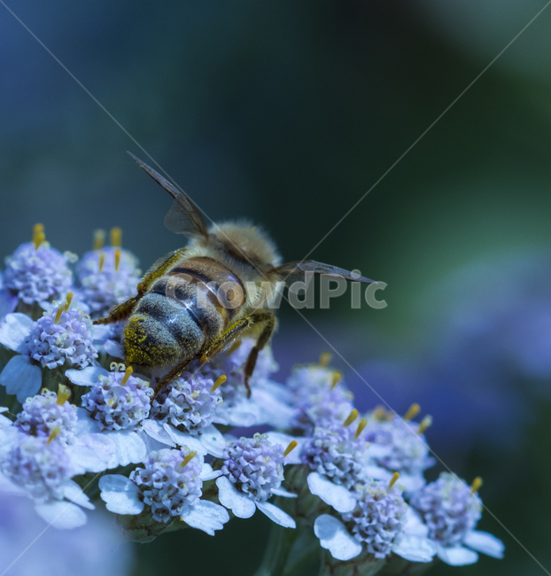 벌,꽃,벌과꽃,꽃가루,꽃가루묻은벌,동물,animal,곤충,벌레,insect,bug