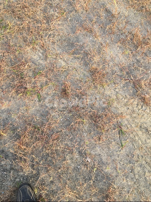 texture,조직,ground,바닥,땅,흙,잡초