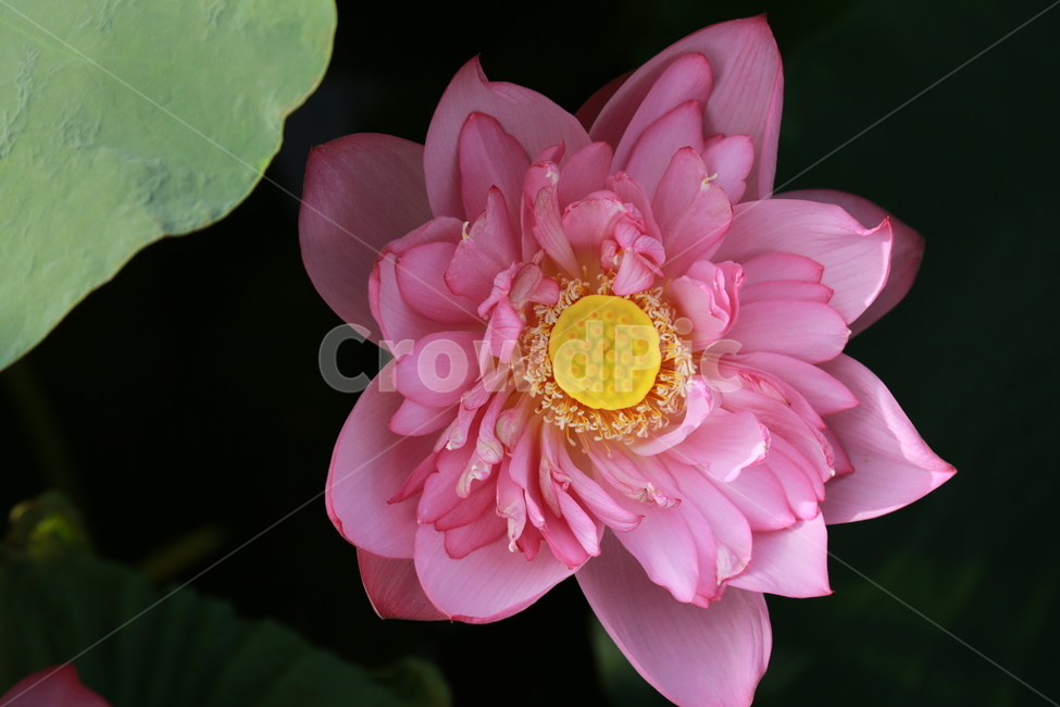 plant,식물,꽃,연꽃,flower,lotus,꽃잎