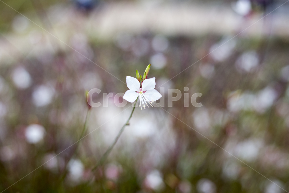 꽃,플라워,flower,꽃말,야생화,숲,공원,파크,색깔,컬러,이모션,gaura,가우라,나비바늘꽃,식물,자연,plants,nature,꽃,flower