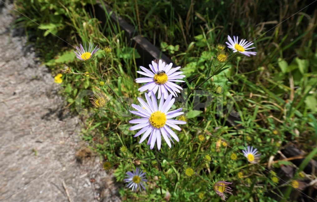 들꽃,꽃,flower,하얀꽃,꽃사진,식물,자연,plants,nature,꽃,flower