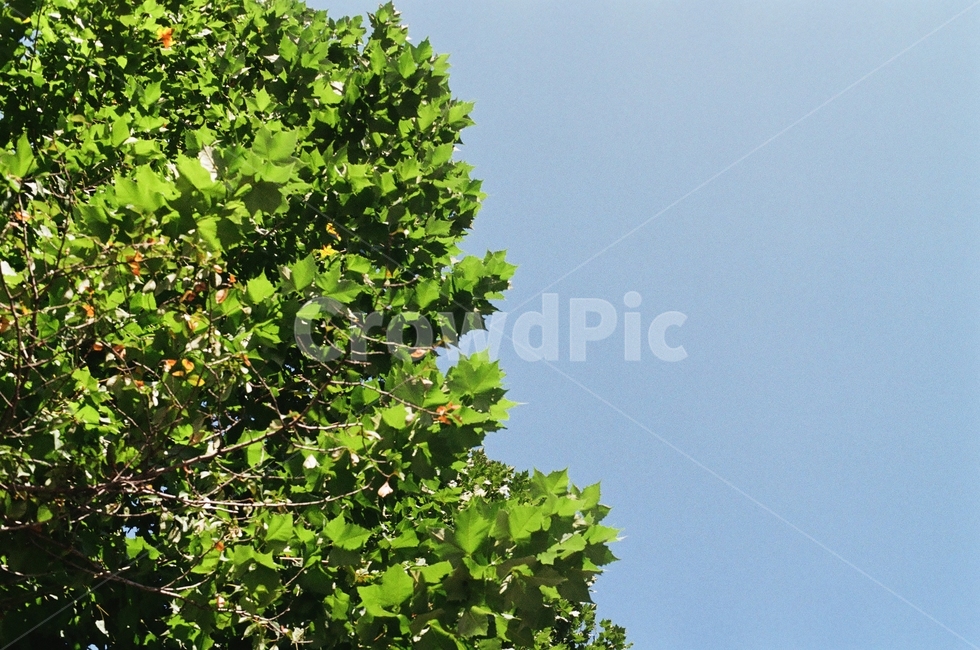 나무,햇살,숲,여름,봄,잎사귀,잎,필름카메라,자연,풍경,nature,landscape,plant,식물