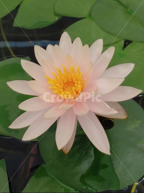 꽃,연꽃,노란꽃,분홍꽃,핑크꽃,식물,연못,flower,plant,식물,자연,plants,nature,꽃,flower