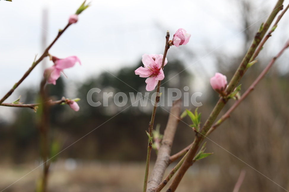 겨울,봄,새싹,꽃봉오리,꽃봉우리,분홍,아름다움,계절,spring,blossom,아련한,작은꽃,자연,nature,꽃배경,야외,풍경,식물,자연,plants,nature,꽃,flower