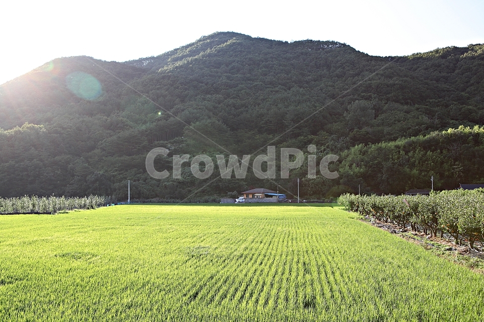 논,벼,농사,시골,쌀,곡식,풍경,여름,논농사,농업,농사,agriculture,farming,farming industry