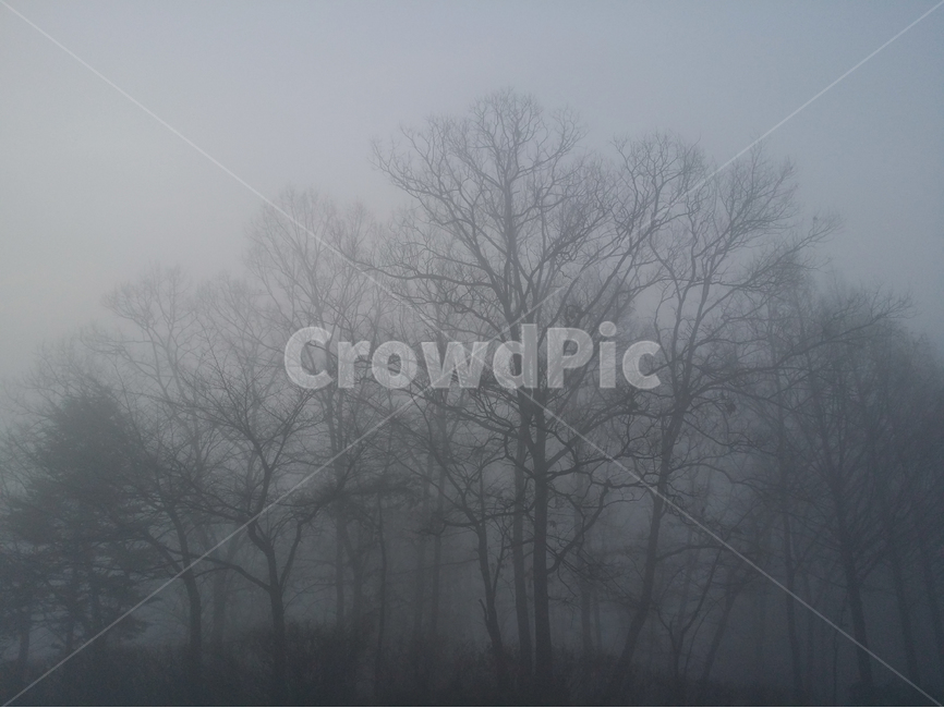 새벽,안개,새벽안개,참나무,사진,새벽감성,겨울,계절,winter,season,자연,풍경,nature,landscape,식물,plants,나무,trees,wood,weather,날씨,outdoors,옥외