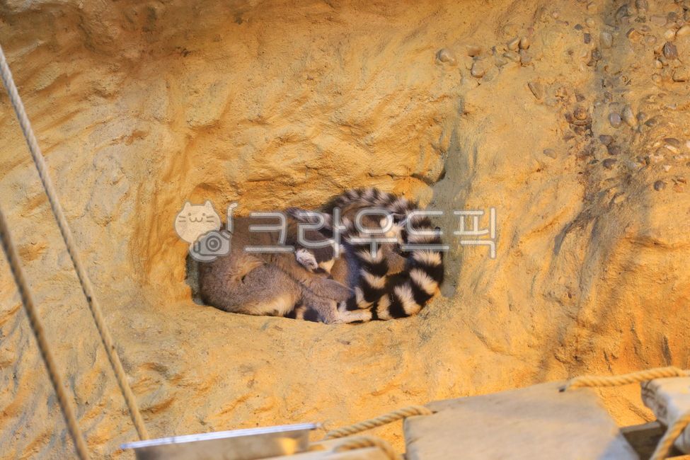 lemur,monkey,mammal,ringtailedlemur,animal,tigertailed lemur,mammalia