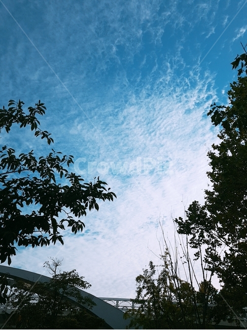 tree,나무,하늘,구름,맑음,식물,자연,plants,nature,나무,trees,wood