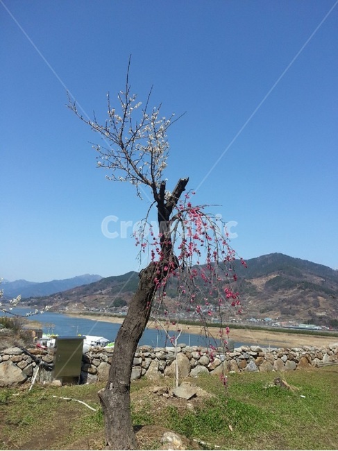 나무,매화,물,산,하늘