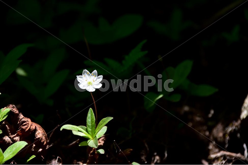 참기생꽃,야생화,꽃,식물,자연,생태,플라워,flower,plants,nature,식물,자연,plants,nature,꽃,flower