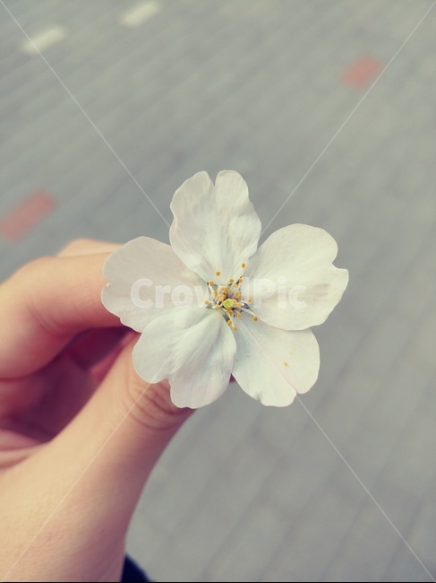 벚꽃,봄,꽃,손,꽃잎,꽃,flower