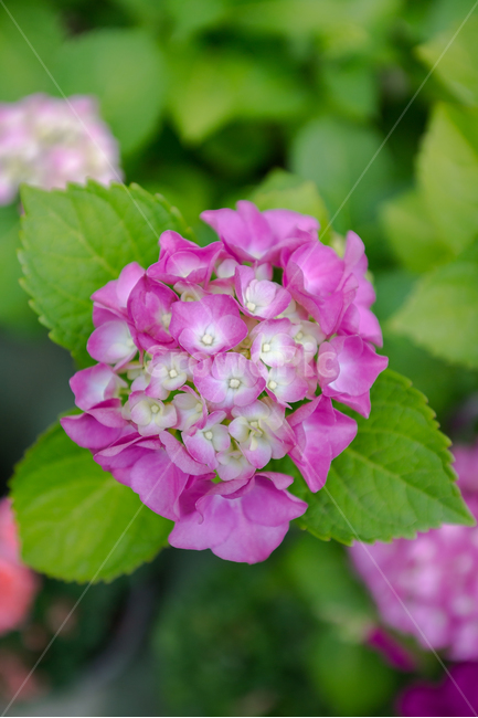 꽃,식물,자연,초록,그린,배경화면,감성사진,식물사진,식물,자연,plants,nature,꽃,flower