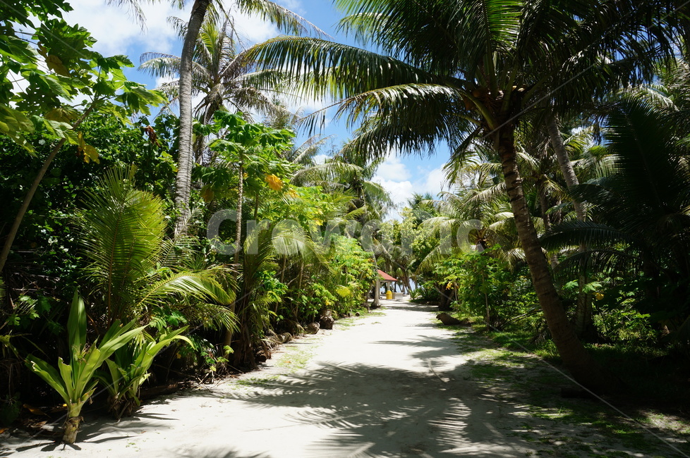사이판,섬,휴양지,마나가하섬,나무,수풀,saipan,managaha,island,forest,tree,nature,자연,풍경,nature,landscape,해외,외국,세계,foreign,oversea,world,세계자연풍경,해외자연풍경,외국자연풍경,world nature landscape,summer,여름