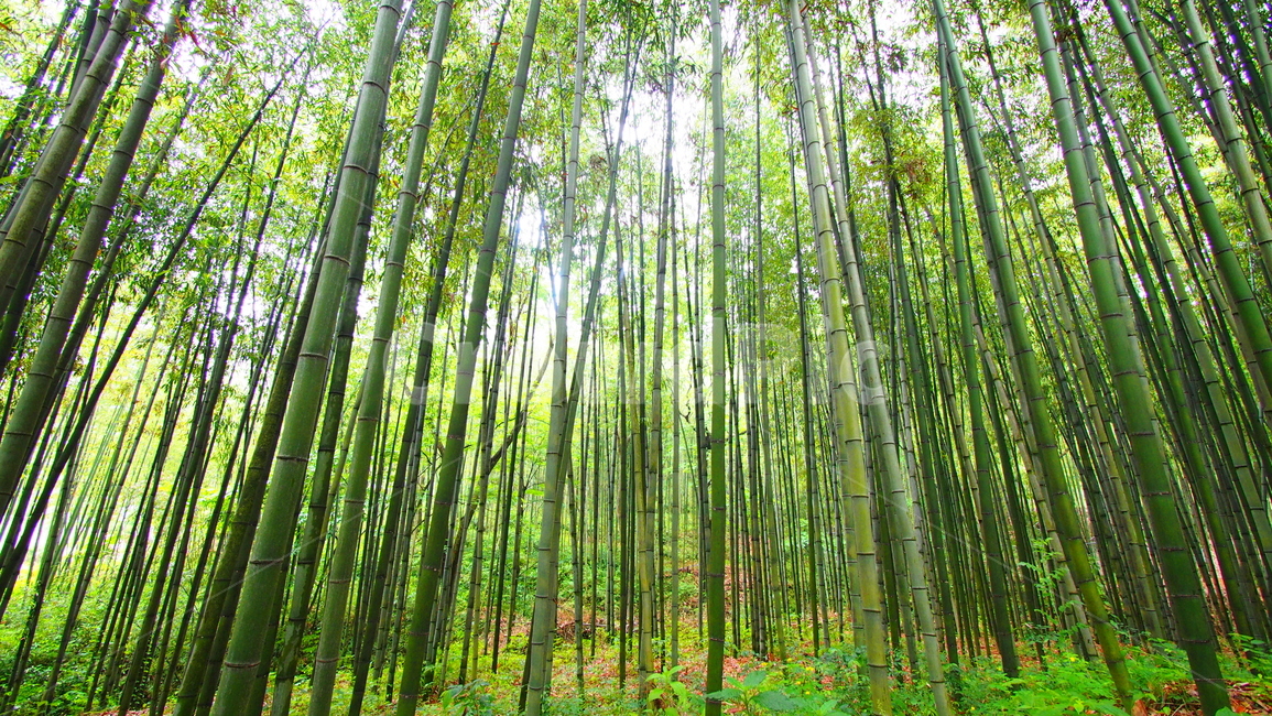 대나무,자연,숲,초록색,bamboo,nature,forest,green,자연,풍경,nature,landscape,plant,식물