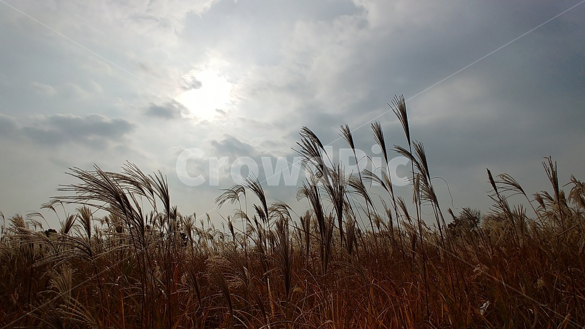 가을,갈대,억새,자연,풍경,쓸쓸한,해질녘,하늘공원,가을,계절,fall,autumn,season,plant,식물,grass,잔디,lawn,reed