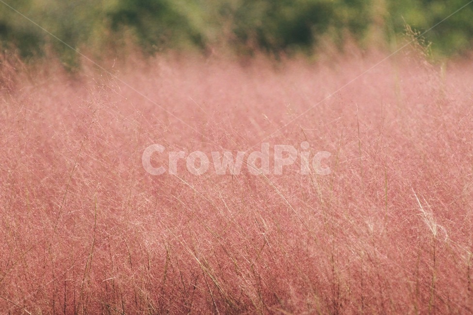 핑크뮬리,식물,꽃,자연,flower,nature,plant,가을,계절,fall,autumn,season,식물,자연,plants,nature,grass,잔디