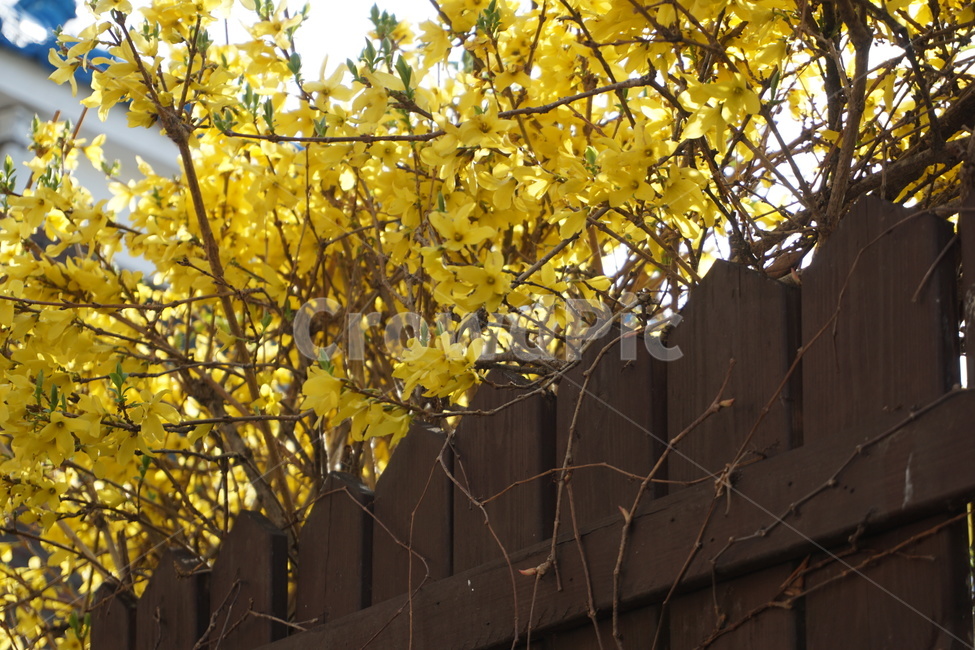 꽃,봄,개나리,노란색,식물,봄,계절,spring,season,plant,leaf,잎,tree,나무