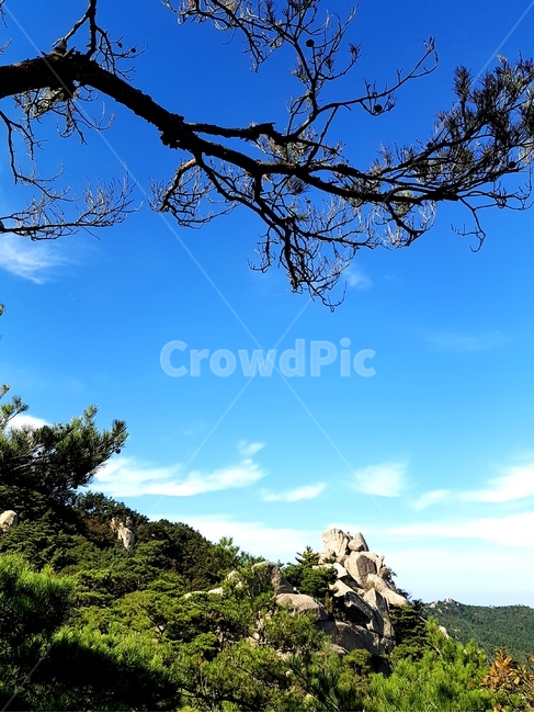 용봉산,나무,해,풍경,산,바위,자연,풍경,nature,landscape,한국자연풍경,한국자연경관,korea nature landscape,식물,plants,나무,trees,wood,plant,tree,tree trunk,나무 줄기