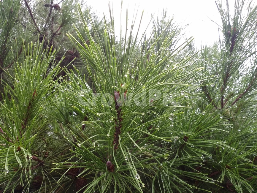 나무,tree,식물,plant,소나무,pine,식물,자연,plants,nature