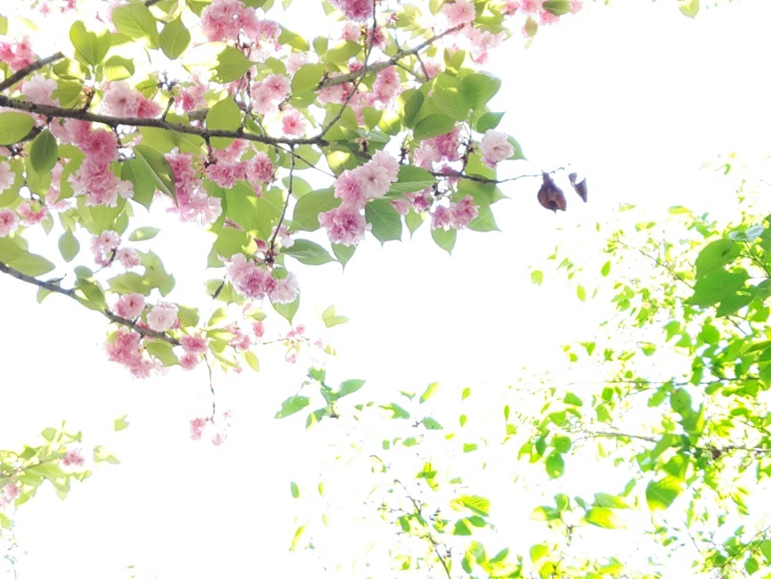 봄,봄느낌,봄꽃,초록잎,잎사귀,분홍꽃,분홍,초록색,예쁜꽃,햇살,봄햇살,봄,계절,spring,season,plant,식물