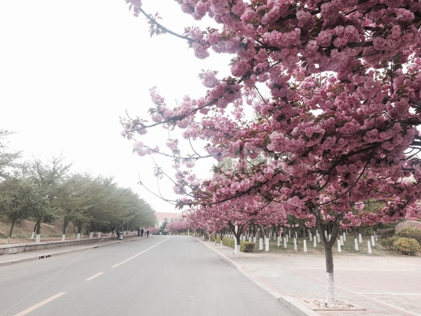 꽃길,나무,벚꽃,봄,제철,꽃,봄,계절,spring,season,자연,풍경,nature,landscape,plant,식물,blossom,flower