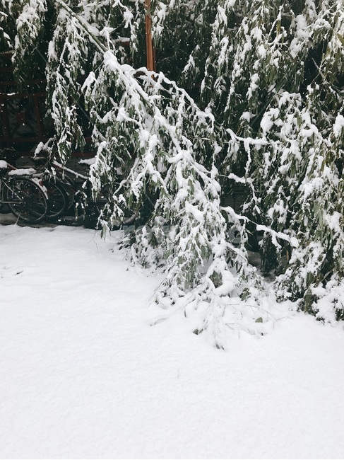 plant,식물,tree,나무,abies,아비,fir,전나무,겨울소나무,겨울나무,눈밭,겨울,겨울왕국,눈쌓인,눈오는날,겨울풍경,snow,winter,winterscenery,white,눈쌓인나무,한겨울,nature,자연,outdoor,설경,겨울,계절,winter,season