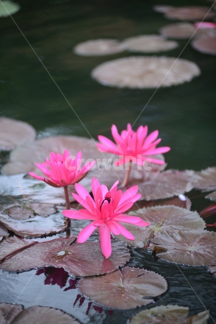 수련,연꽃,반영,물,자연,꽃,연잎,분홍,초록,식물,자연,plants,nature,꽃,flower