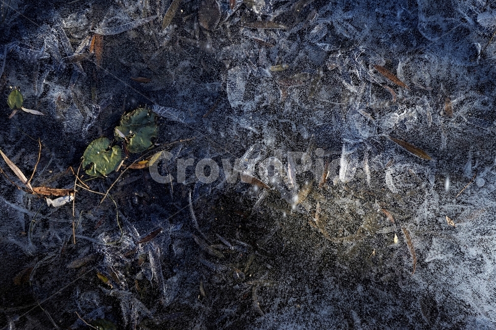 겨울,연못,물,얼음,식물,자연,winter,ice,cold,pond,freeze,leaves,plant,nature,season,sunlight,lonely,solitary,lonesome