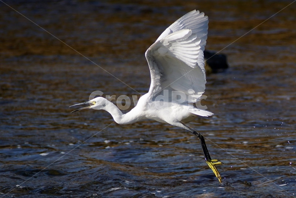 부산,수영강,자연,쇠백로,조류,새,백로,동물,animal,조류,새,birds