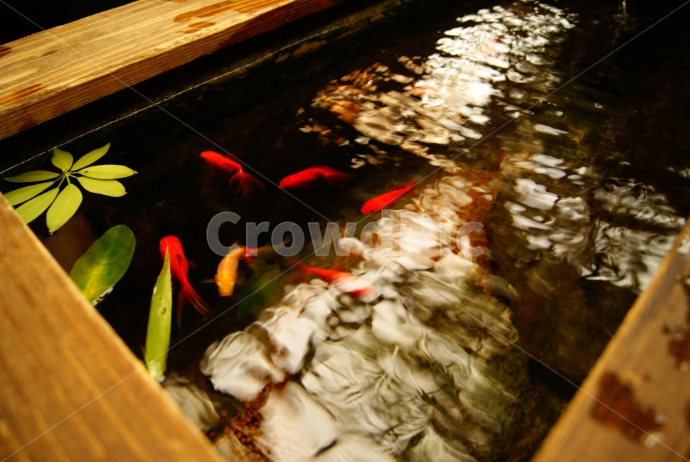 물고기,금붕어,물,수조,goldfish,fish,water,watertank,wallpaper,동물,animal,어류,물고기,fish