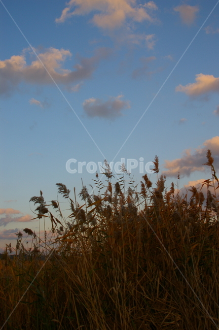 plant,식물,갈대,reed,야외,식물,자연,plants,nature