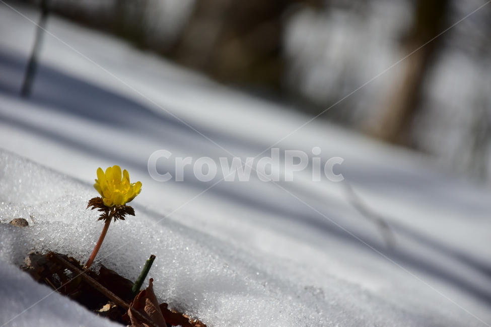 복수초,야생화,봄,눈,설중,꽃,풀꽃,자연,식물,식생,감성,힐링,plants,nature,spring,season,flower,emotion,feeling,노란색,노랑,초본