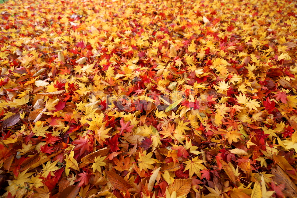 가을,계절,나무,풍경,식물,가을,계절,fall,autumn,season,leaf,잎,plant,tree,maple,단풍