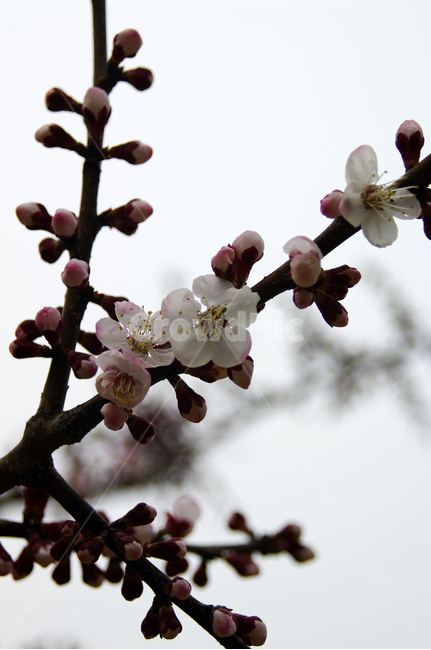 꽃,flower,매화,식물,plant,봄,spring,계절,식물,자연,plants,nature,꽃,flower